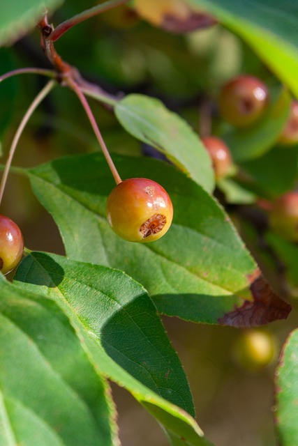 比分选择 比分选择