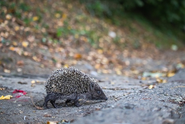 许多支持者 许多支持者