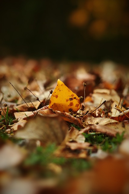 以培養的天 以培養的天
